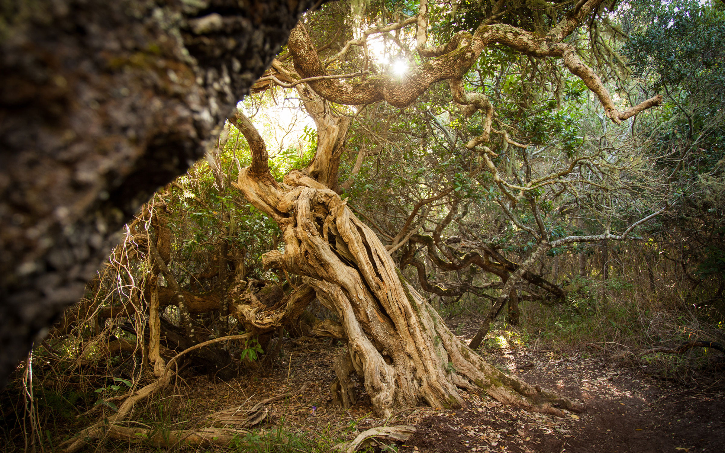 milkwood tree