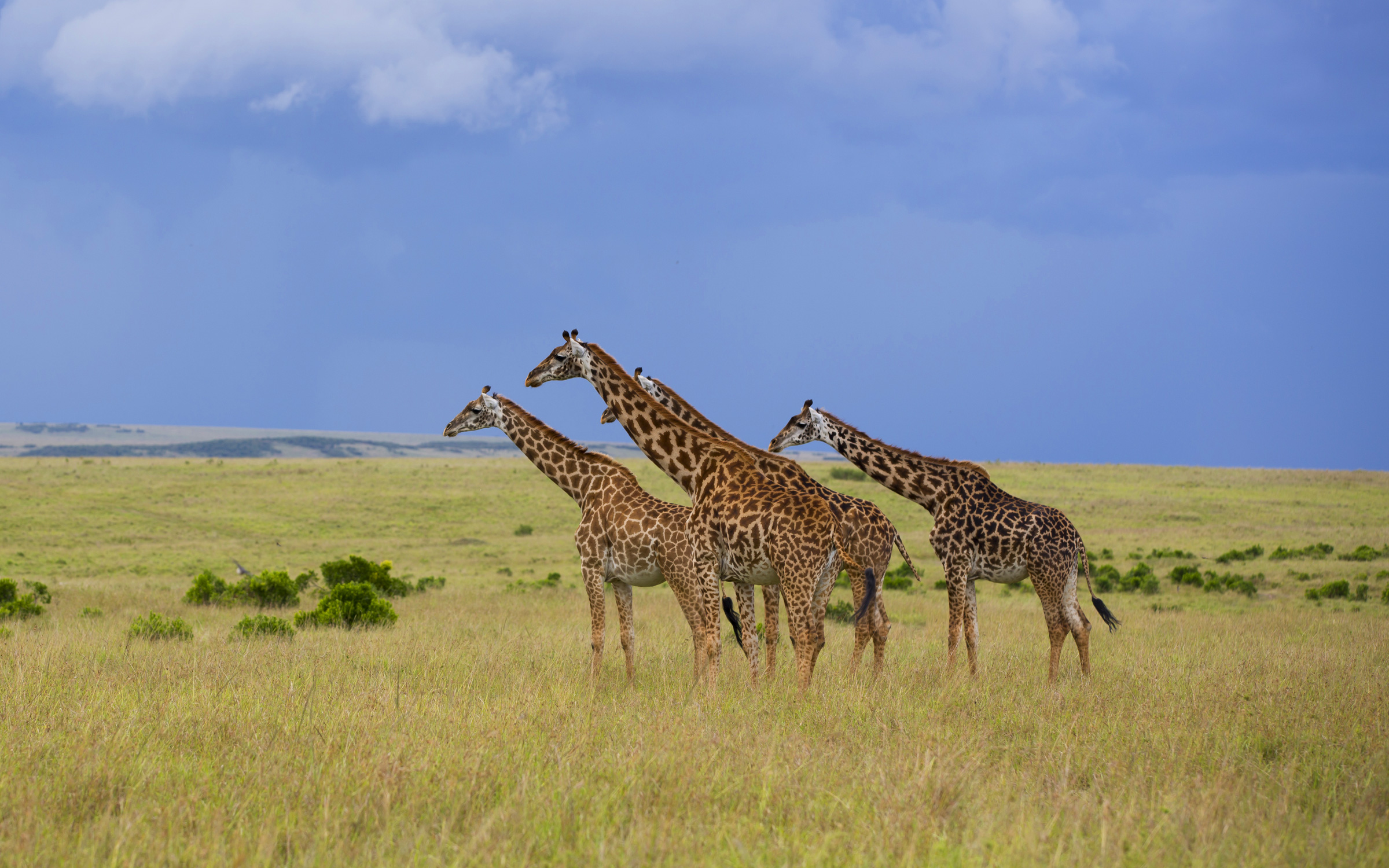 Giraffes in the Mara - Classic Kenya Safari