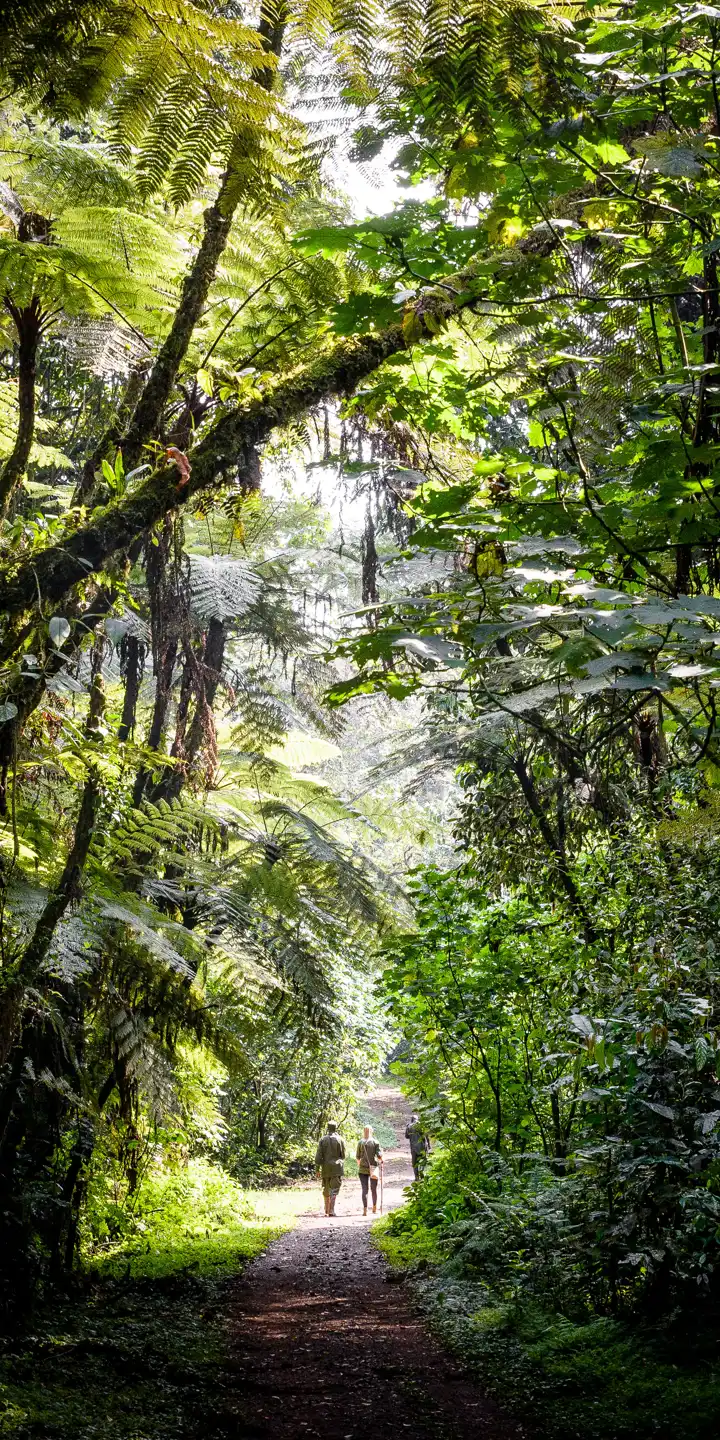 Bwindi
