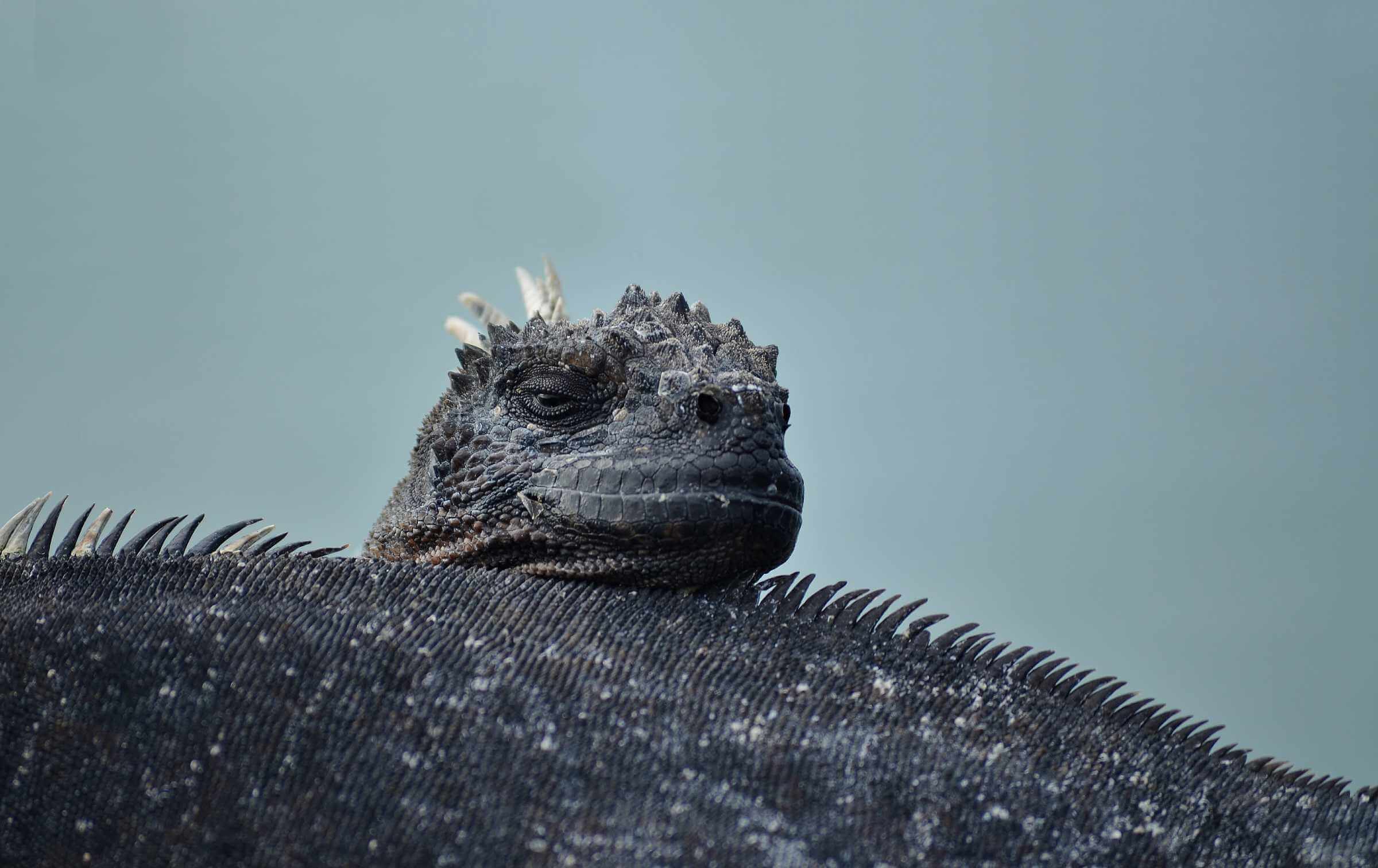 Marine Iguana Ecuador