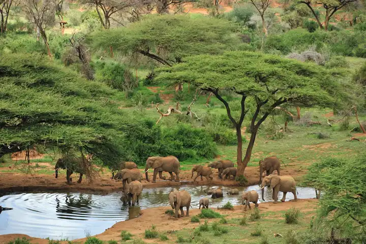 Elephants Samburu Kenya Parks And Conservancies