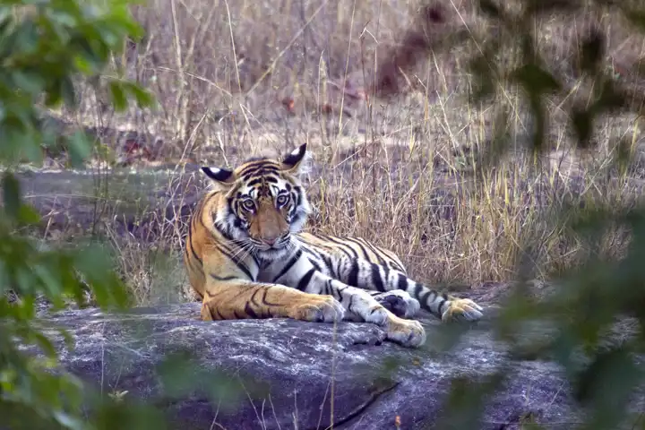 Big Cats Of India Indian Tigers Ker & Downey
