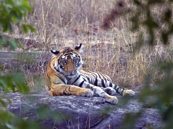 Big Cats Of India Indian Tigers Ker & Downey