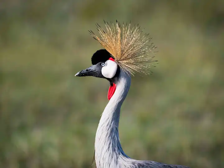 Crested Crane Uganda Travel
