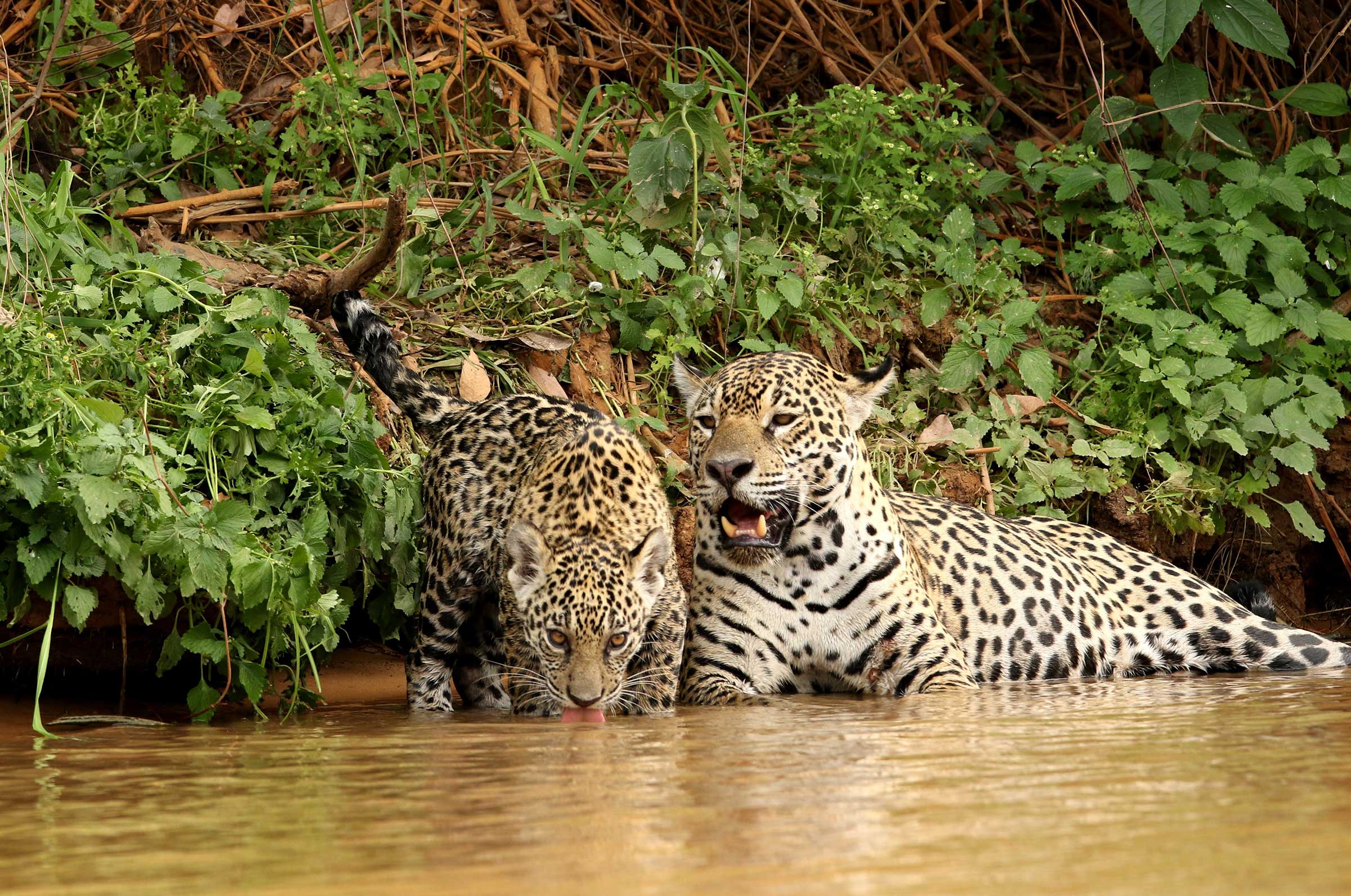jaguars in the river pantanal Brazil