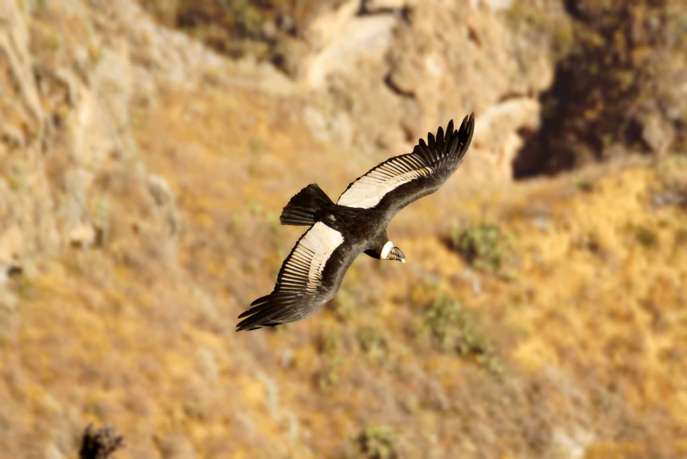 Andean Condor Ecuador