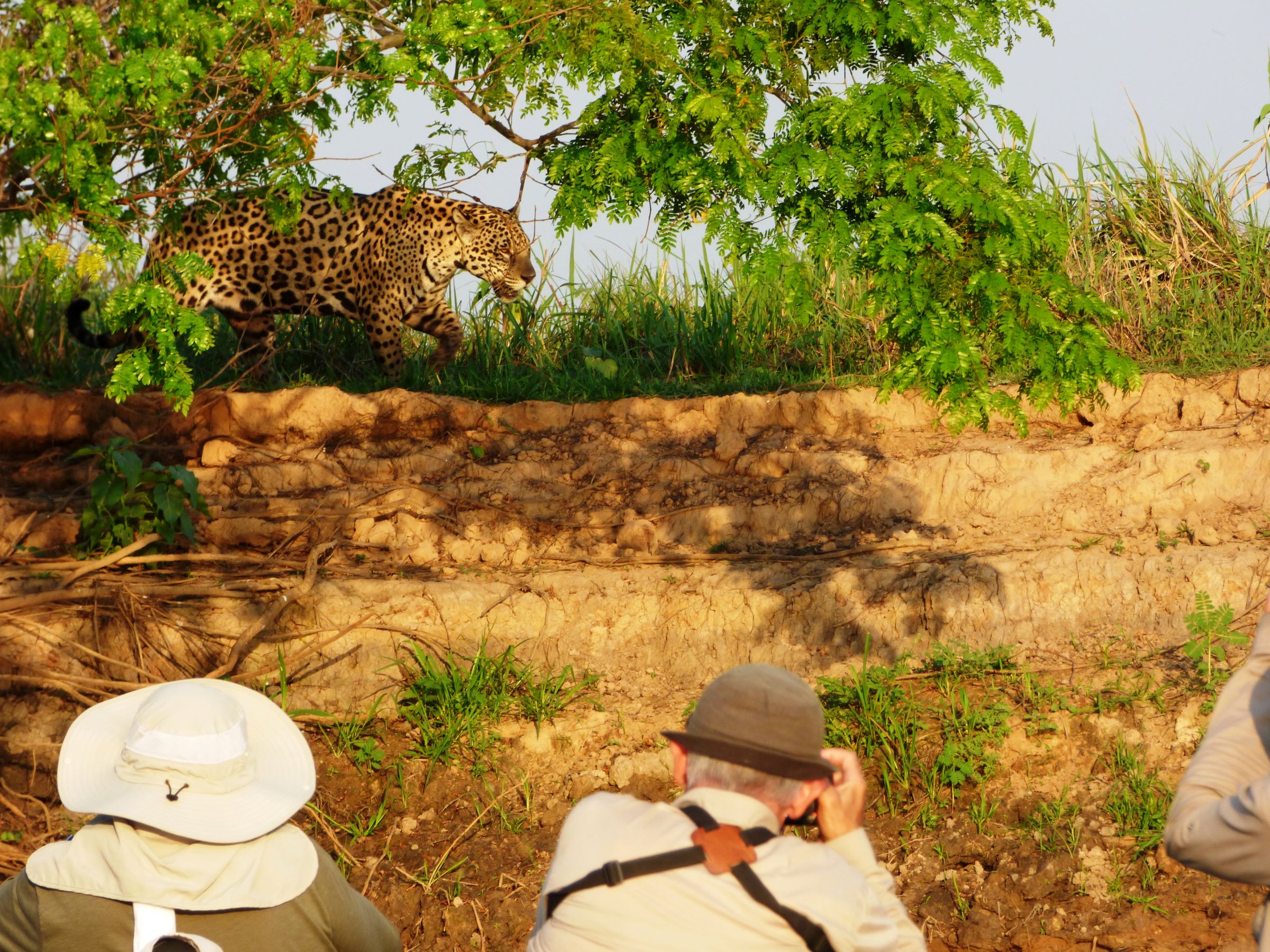 Pantanal Wildlife Cruise - Brazil Photography and Wildlife River Cruise