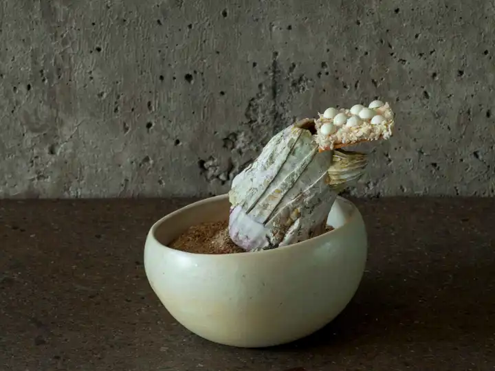 Best Restaurants In Latin America Piure Mariscal