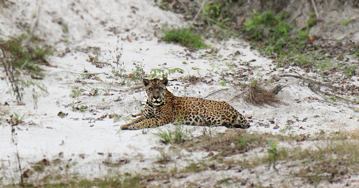 Jaguar_Guyana