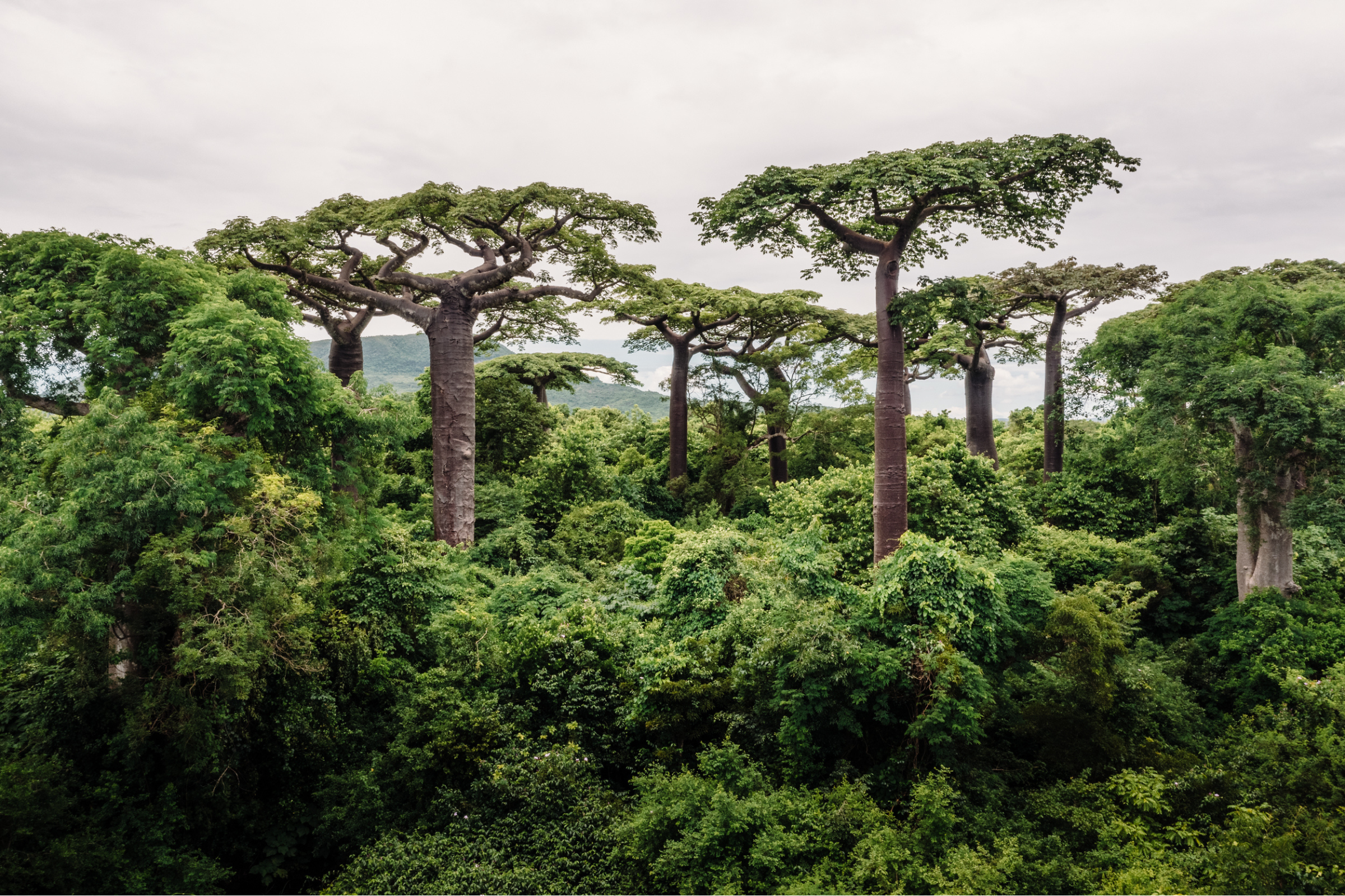 A World Apart, Madagascar, Baobab