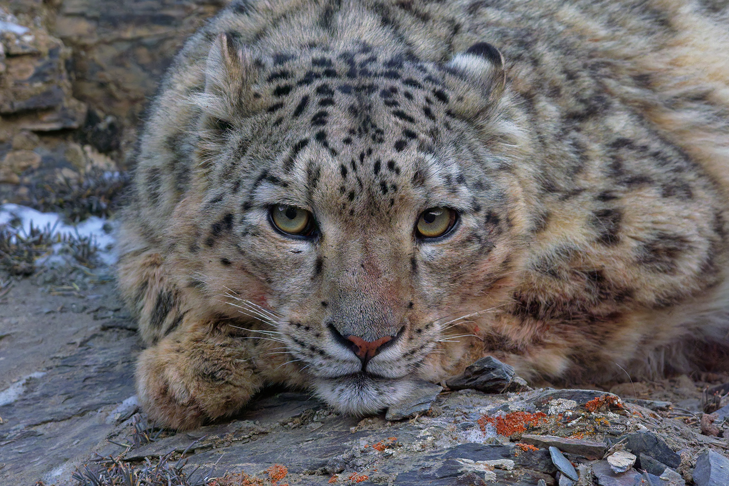 Pakistan Snow Leopard Photography Tour HERO
