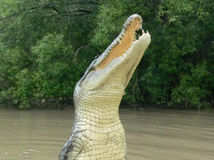 Australian Wildlife Luxury Australia Travel Ker Downey2