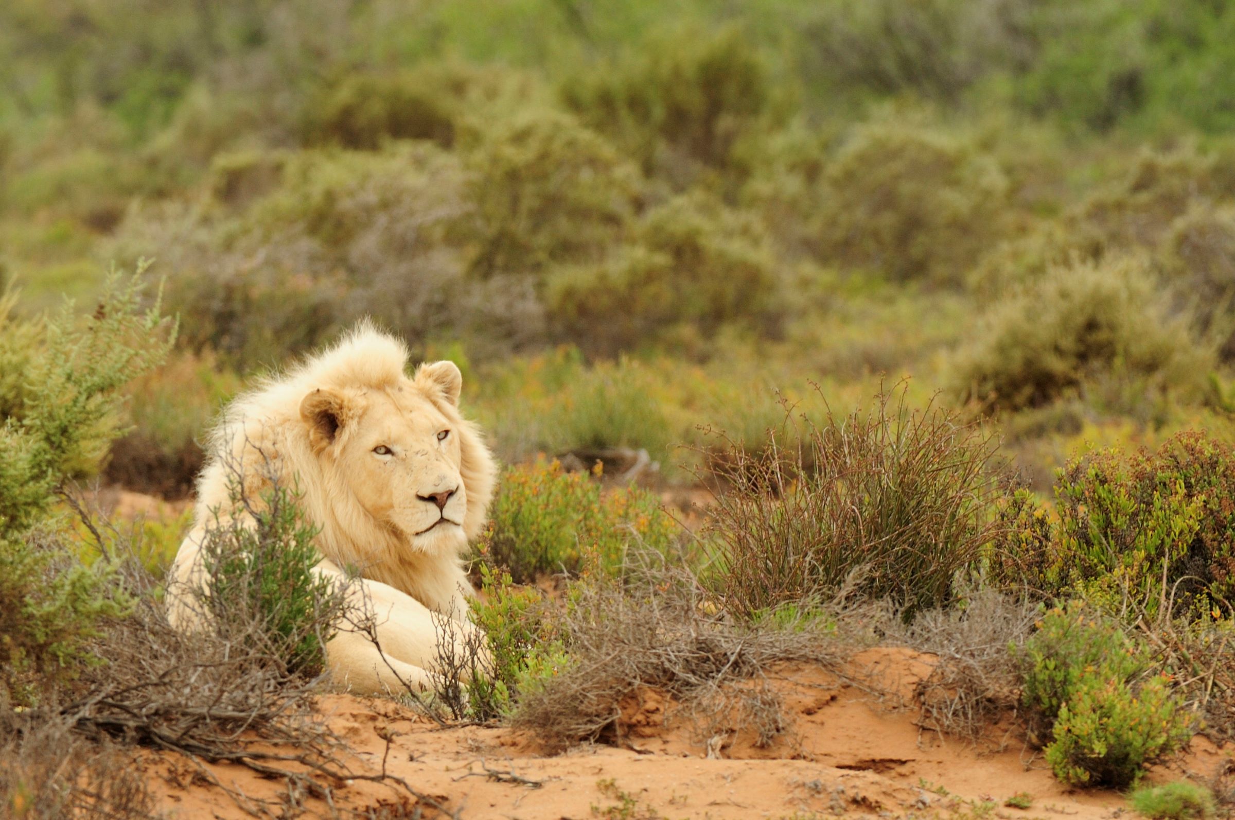 African Safari Beyond the Bush: Exploring South Africa's Diverse Landscapes Near Cape Town