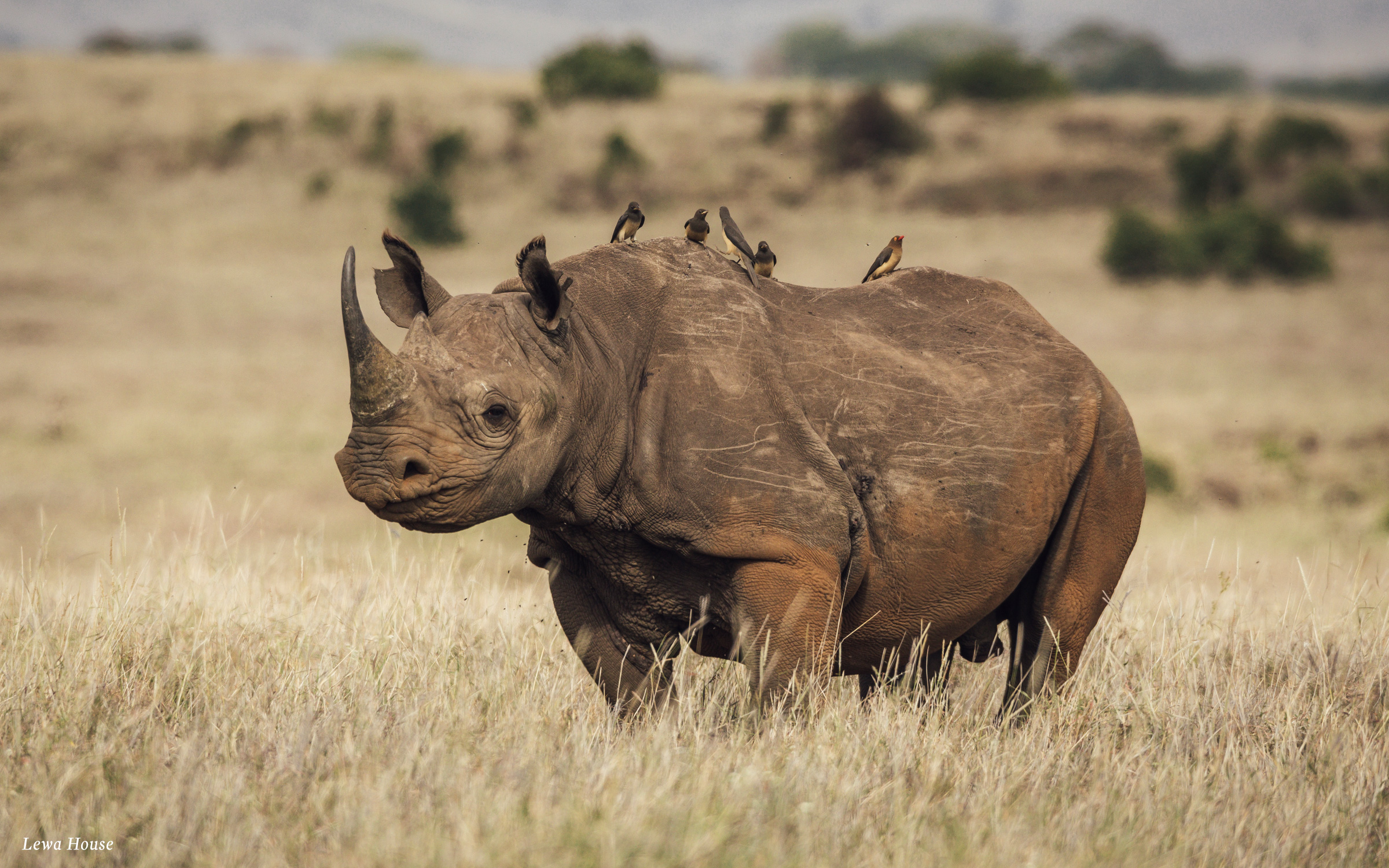 black rhino