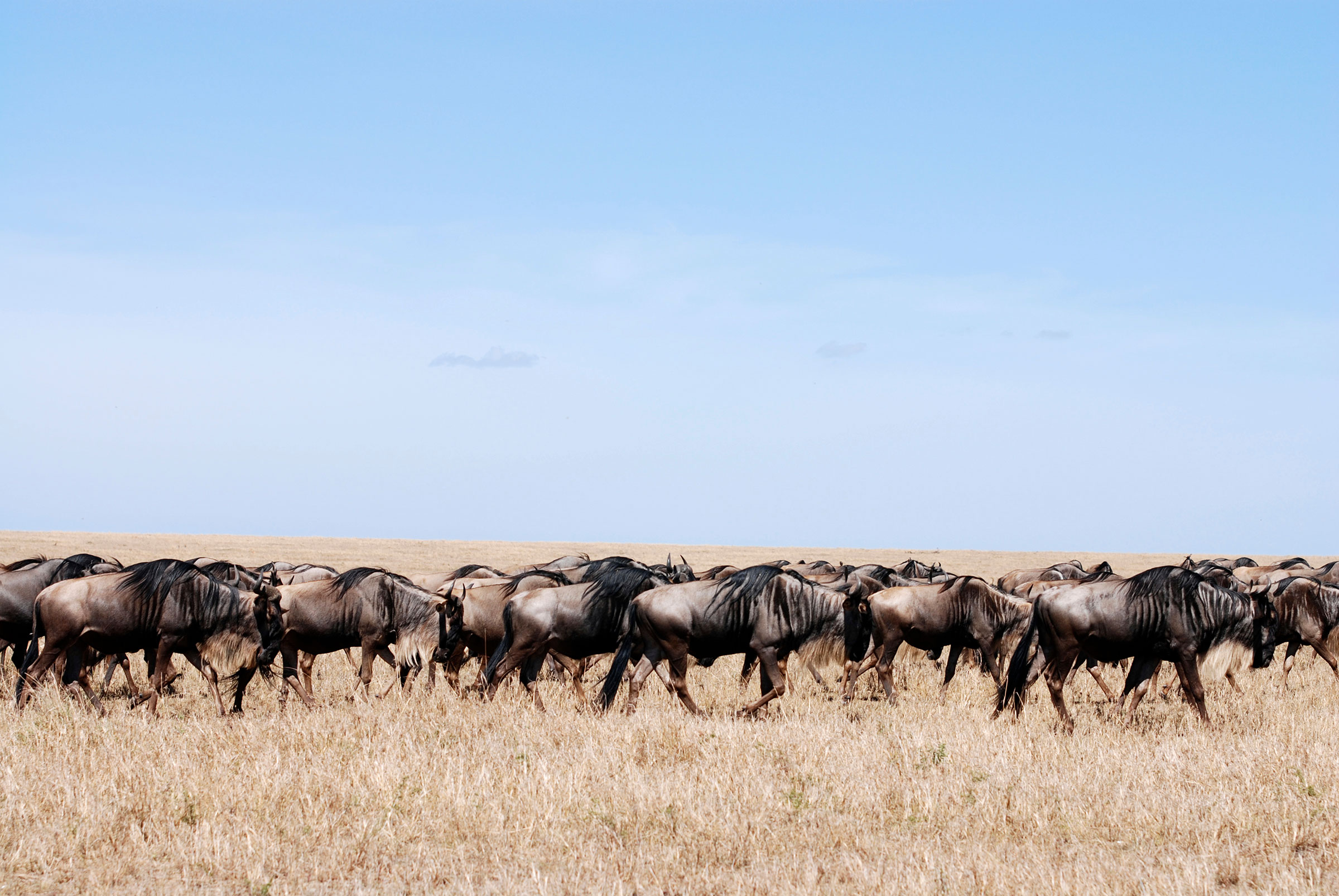 wildebeest in the Serengeti, Tanzania
