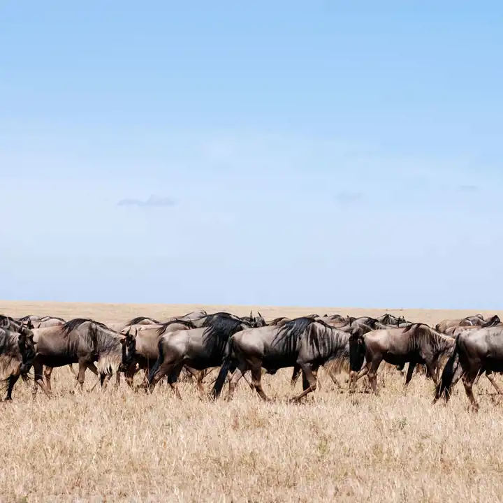 Wildebeest In Serengeti Great Migration