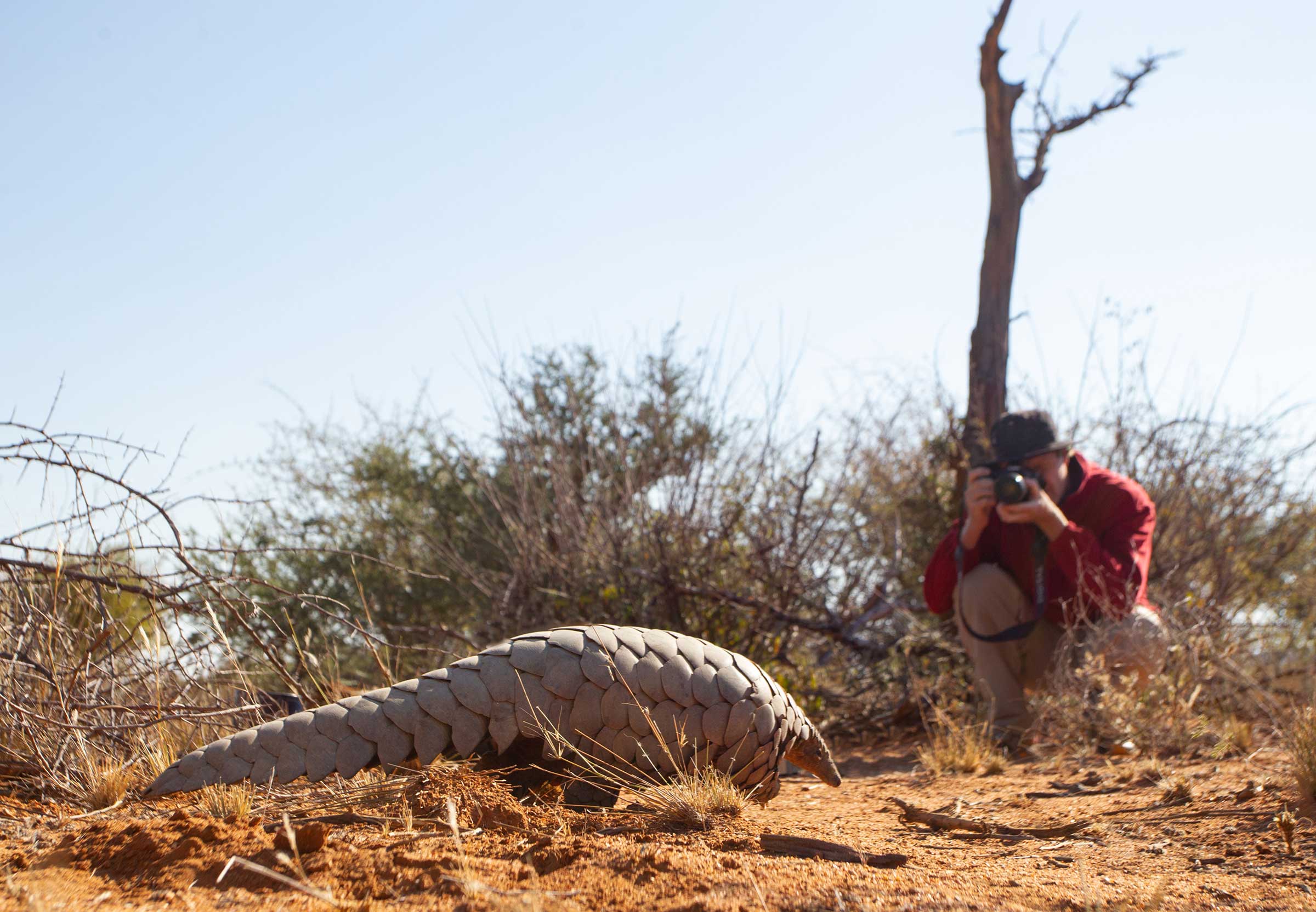 Bizarre Animals on an African Safari Cape Pangolin