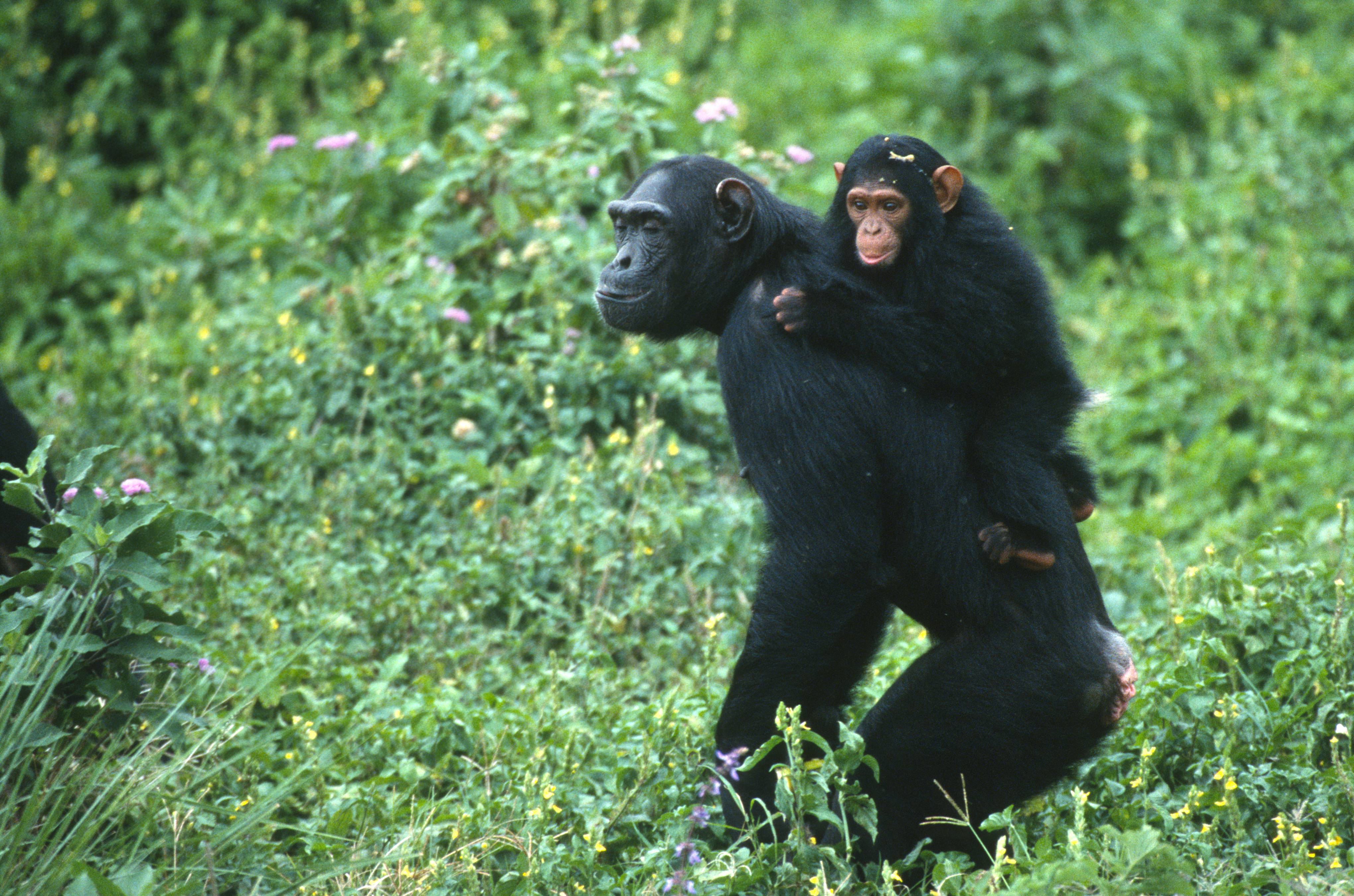 Chimpanzee Trek Uganda