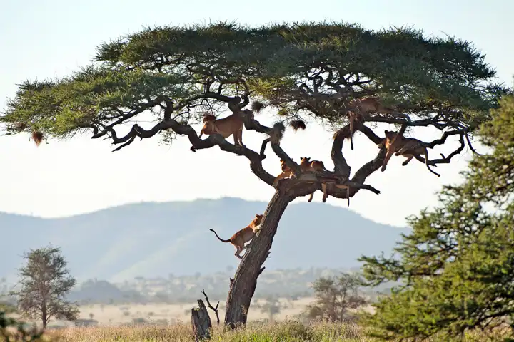 Ugandasafari