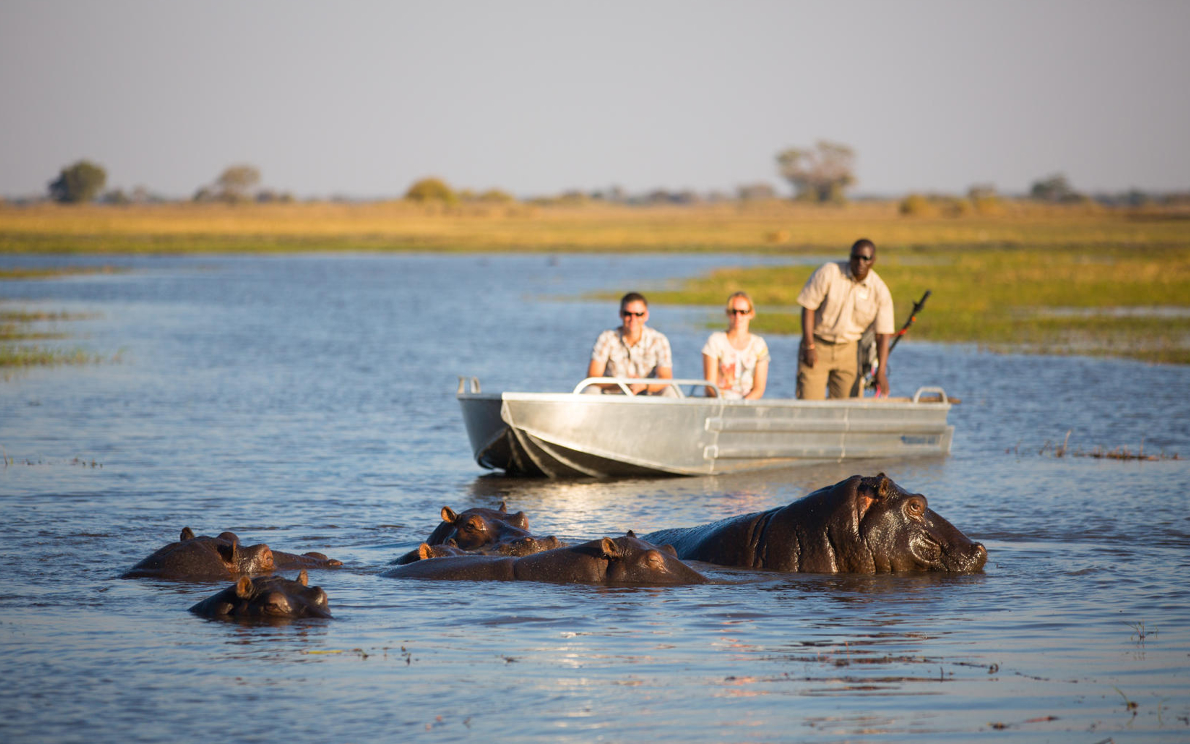 Hippos in the river on a Zambia-Zimbabwe Safari