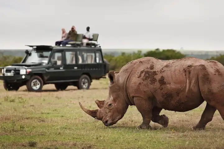 Kenya General Image Safari Drive Rhino
