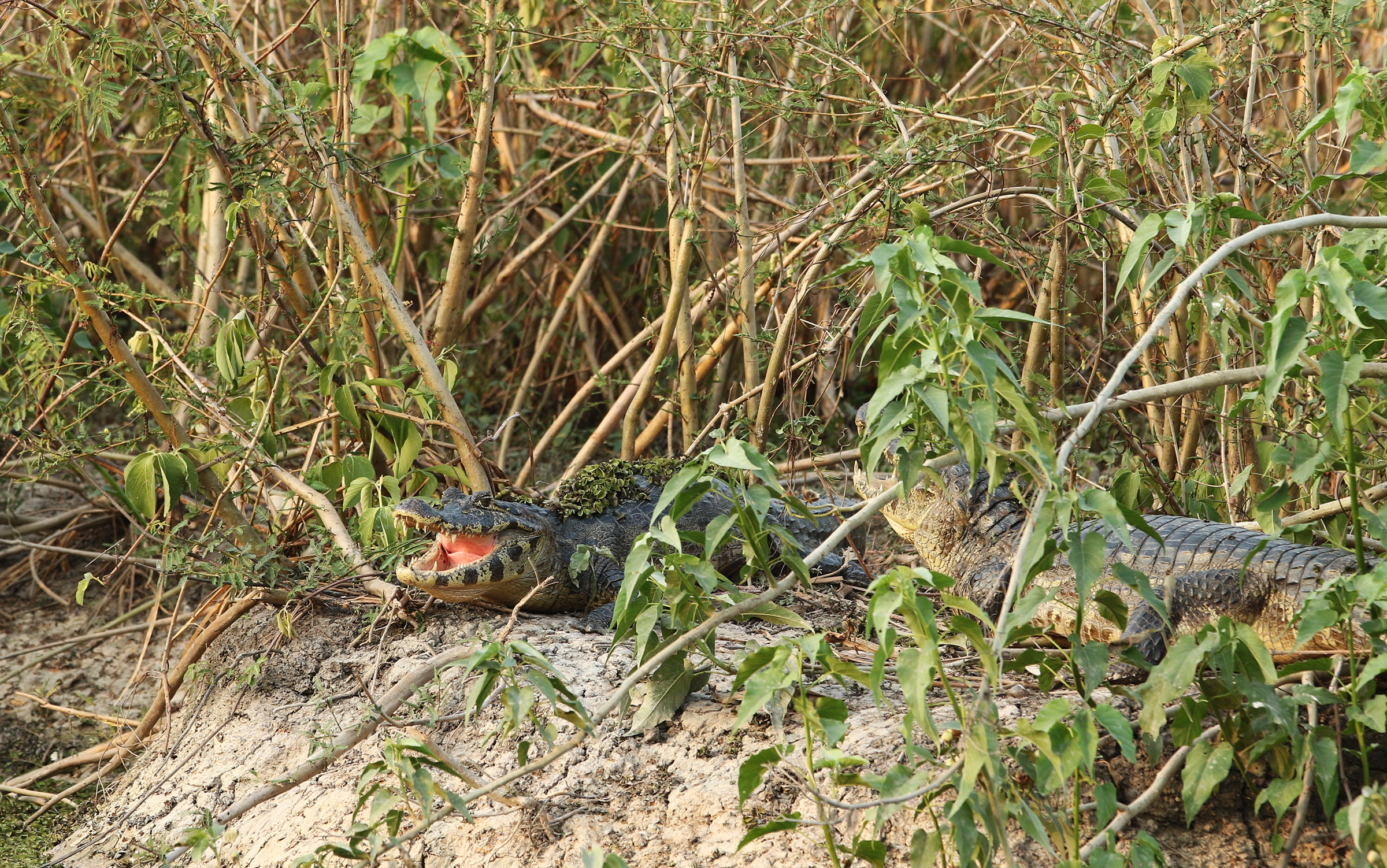 caiman in the pantanal