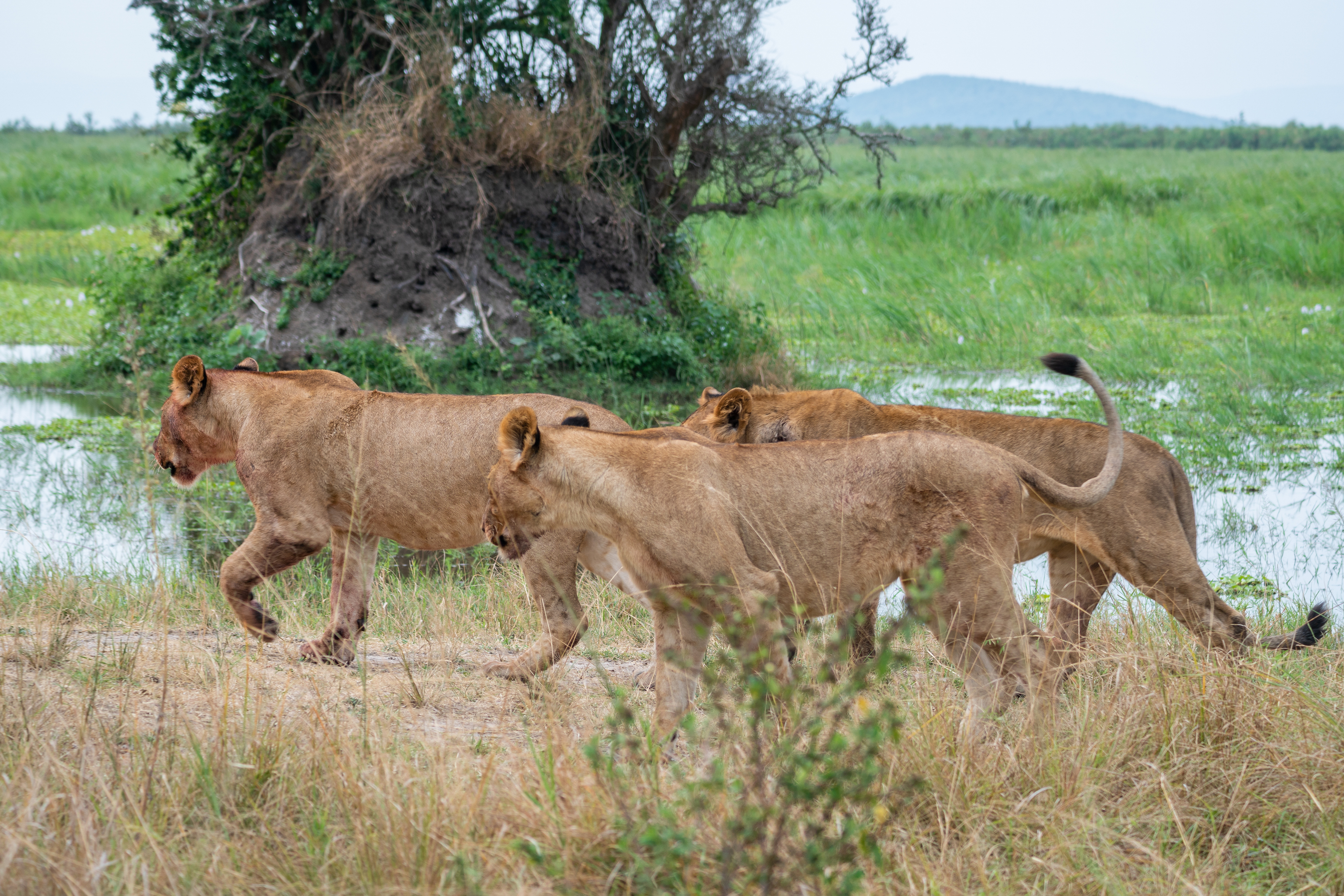 Guide to Rwanda's National Parks | Lions