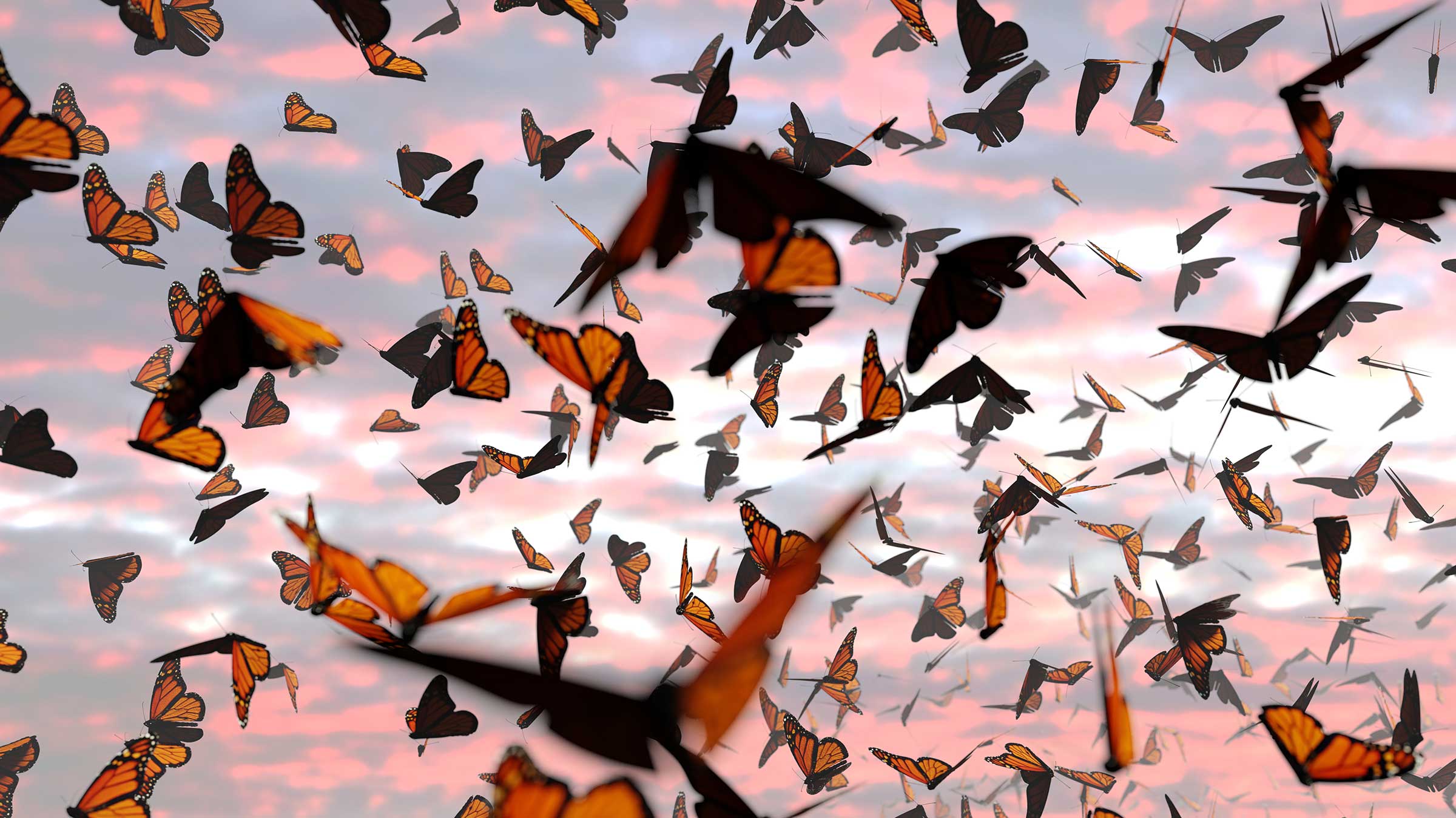 animal migrations monarch butterflies Mexico North America