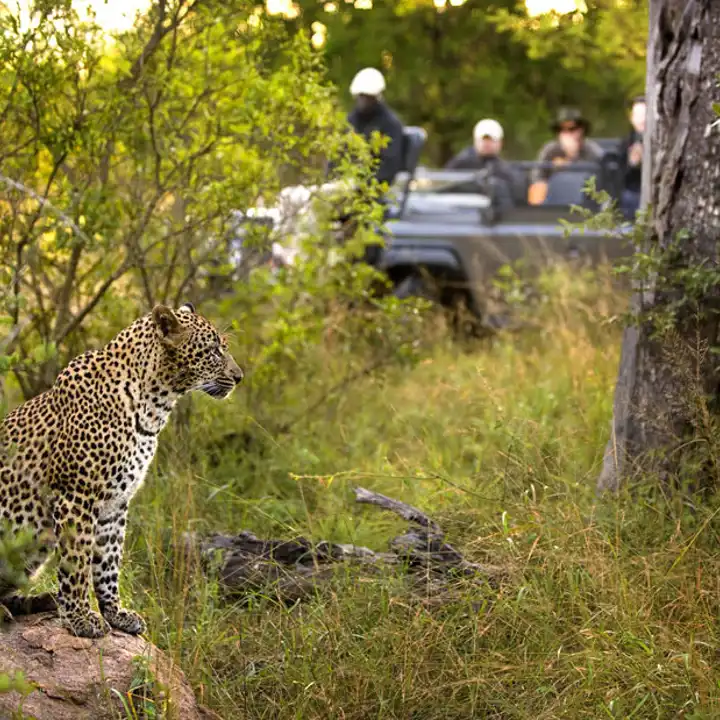 Kruger Area South Africa Safari 1