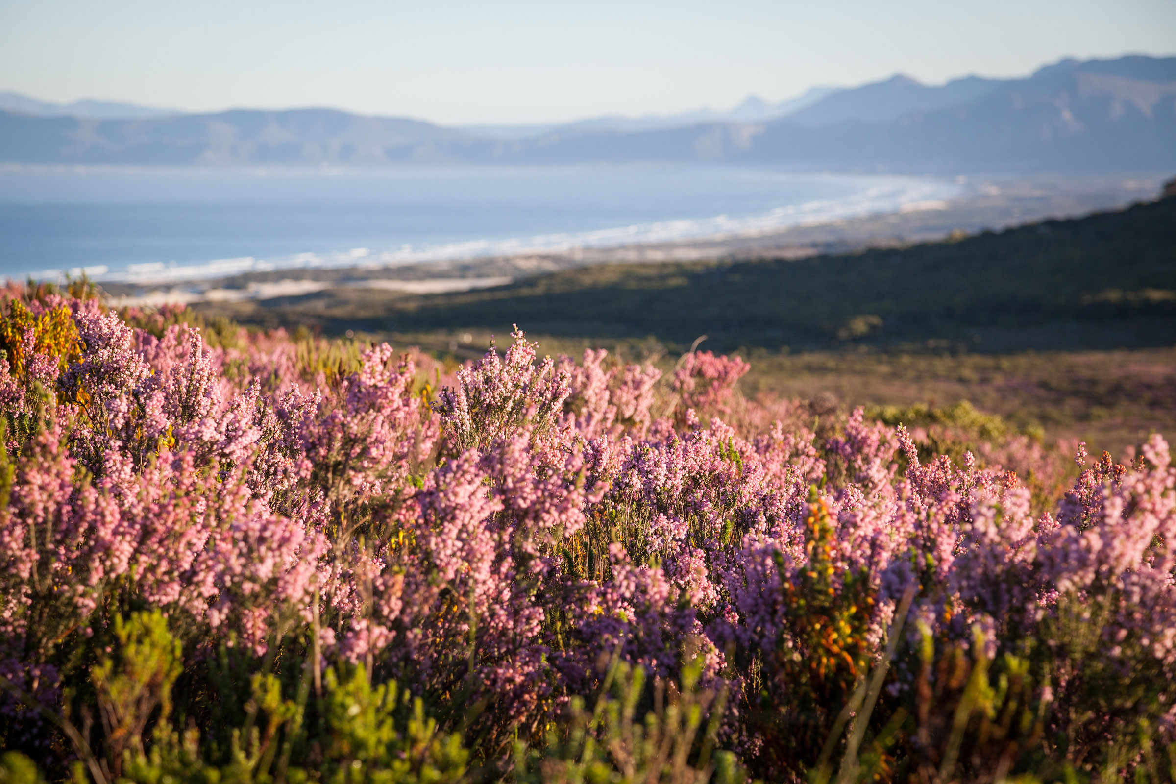 Landscape at Grootbos, South Africa