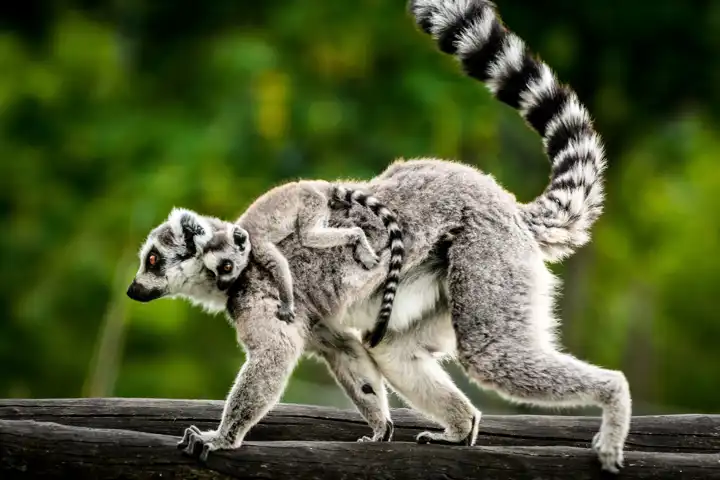 Madagascar Safari Tour Luxury Lemur Safari HERO