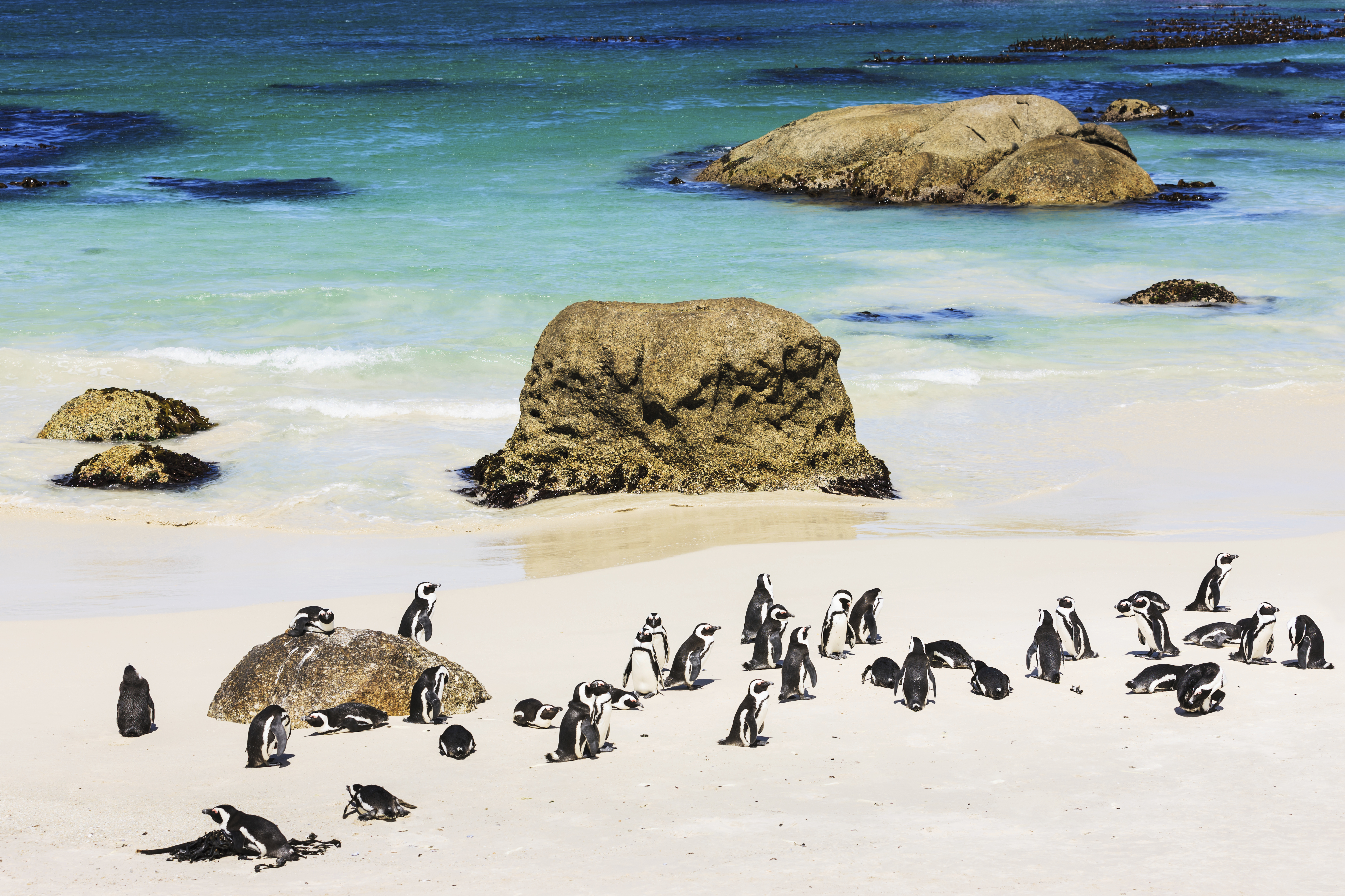 South_Africa_Penguins
