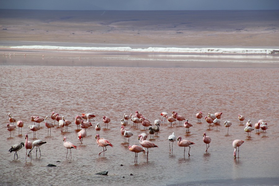 Luxury Chile Bolivia Adventure Explora Travesia Atacama Uyuni5