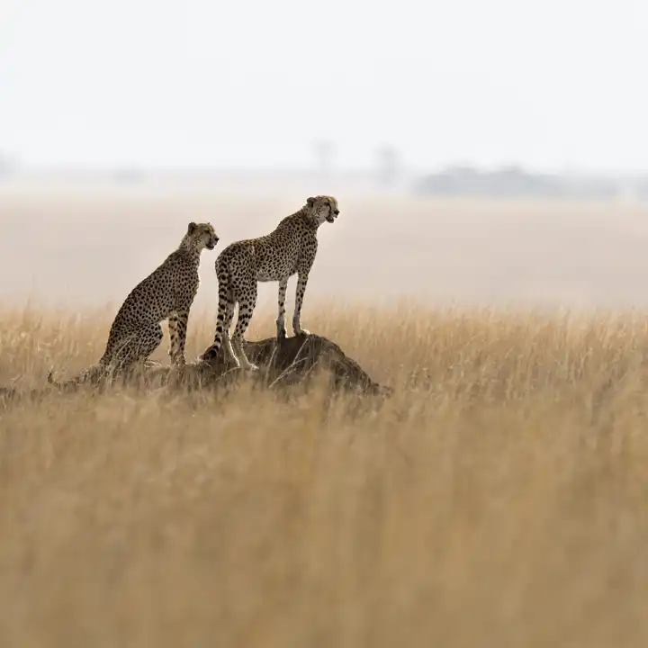 Cheetah