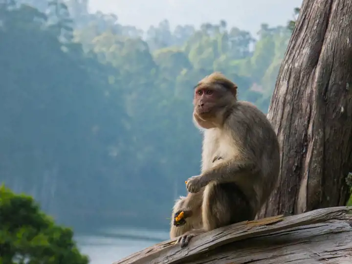 Wildlife In India Kerala