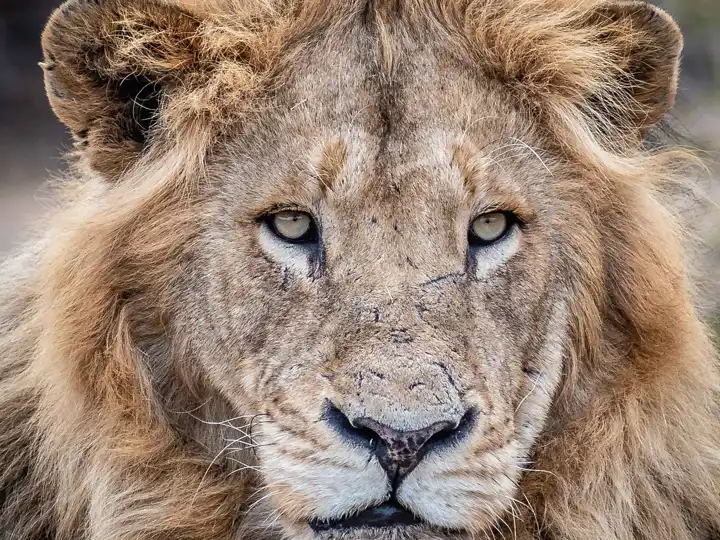 Lion Neli Jennings South Africa