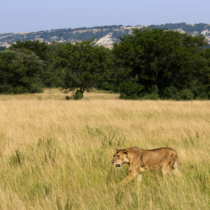 Uganda Gorilla Safaris - Uganda Vacation Packages - Ker Downey 