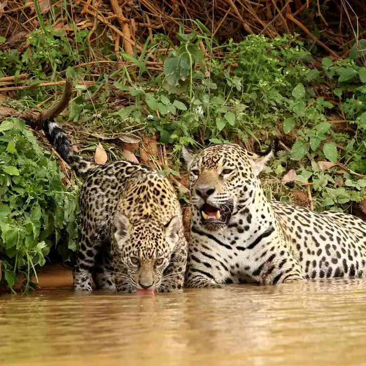Jaguar Safari In The Pantanal