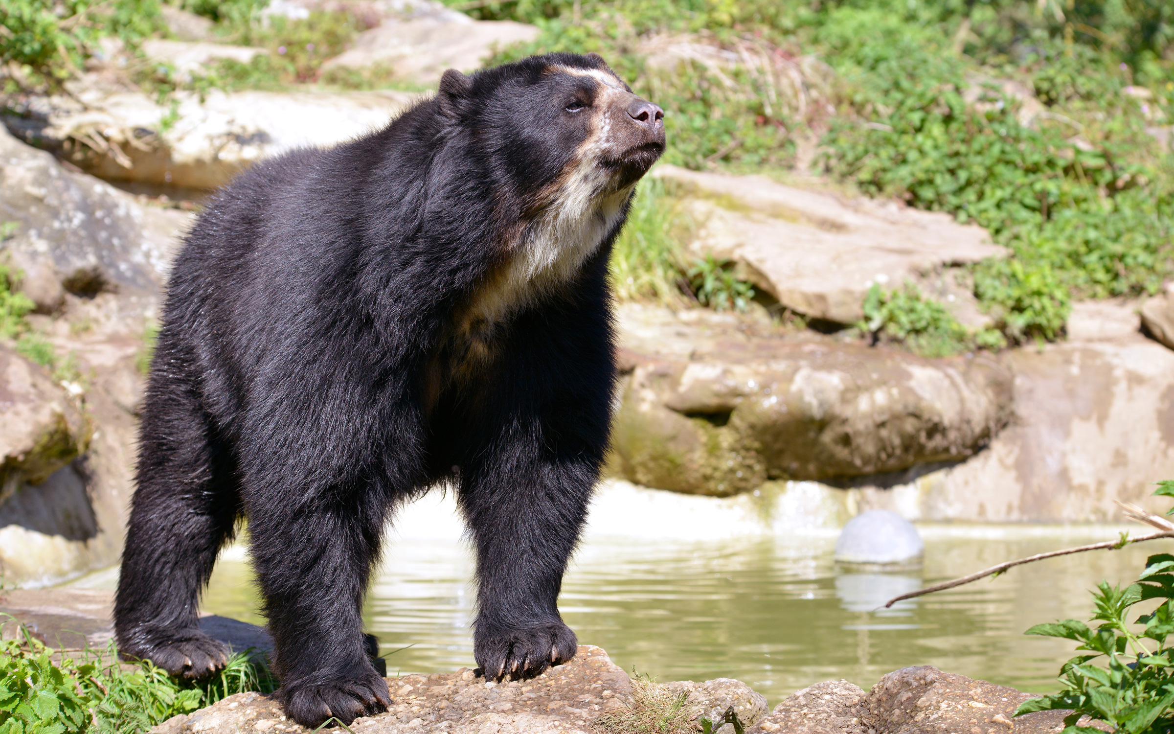 andean spectacled bear