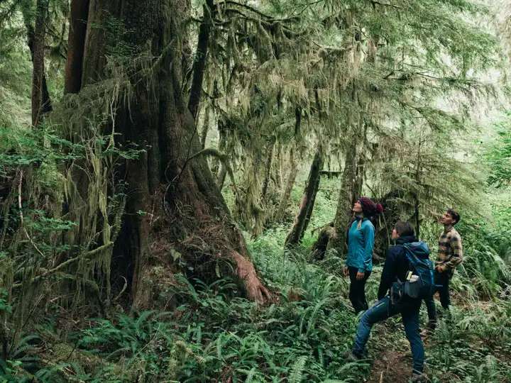 Calyoquot Wilderness Lodge Walk Canada