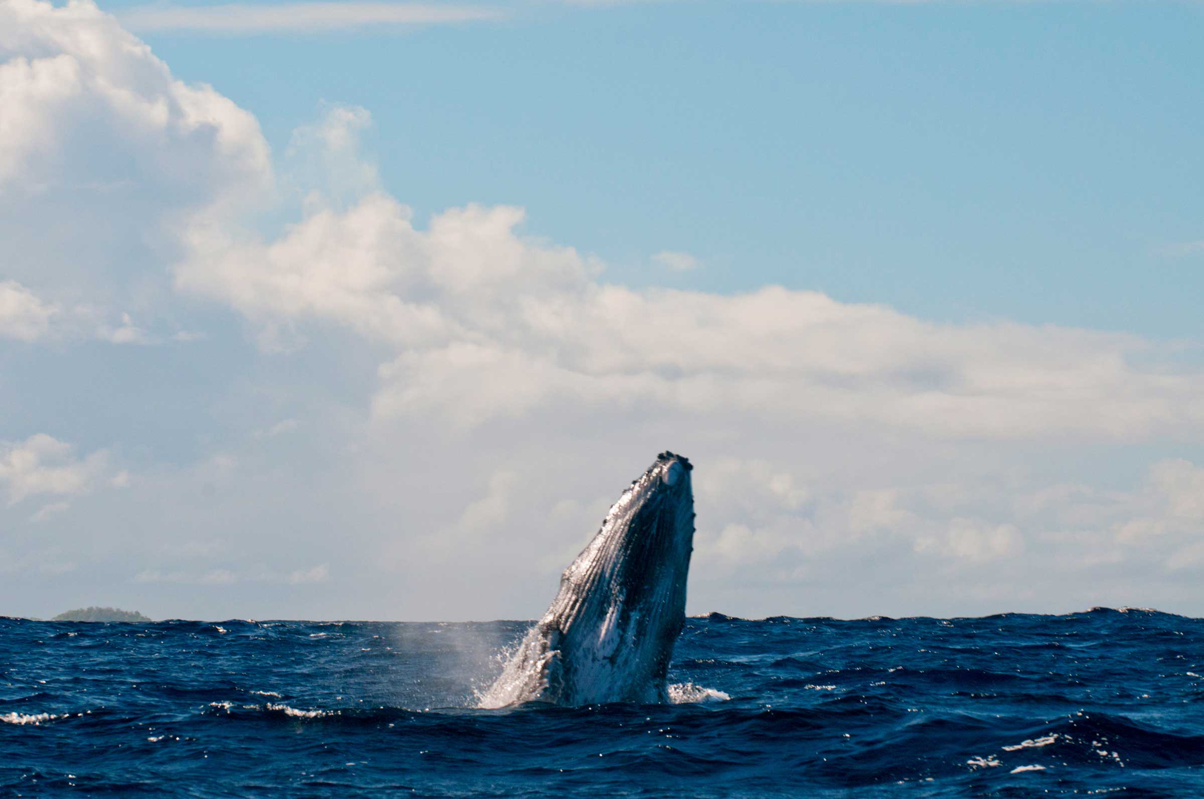 humpback whales in Tonga