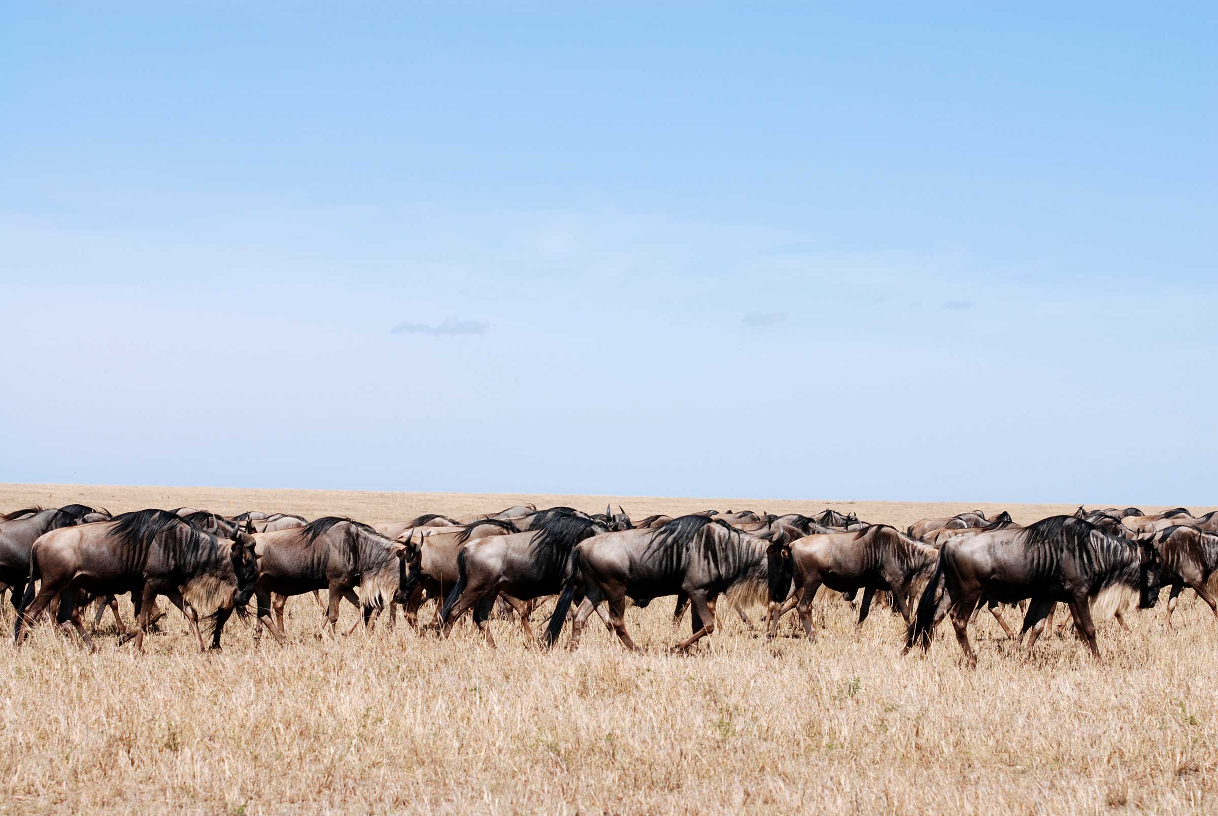 migration safari tanzania