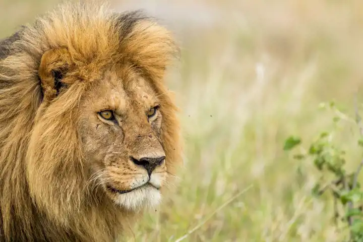 The Lion King An African Fantasy Luxury African Safaris Namiri Plains George Turner