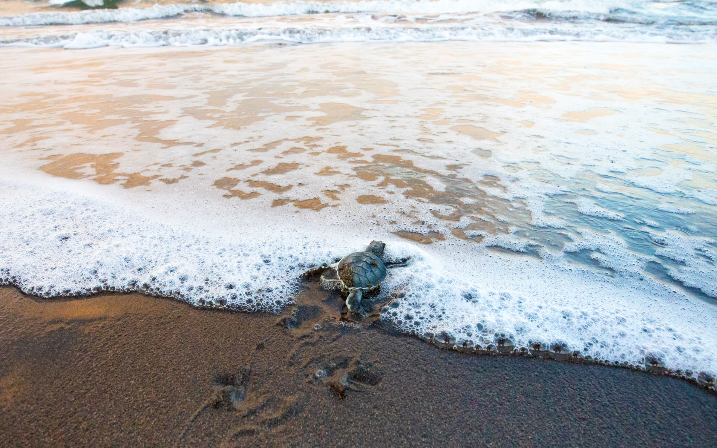 sea turtle