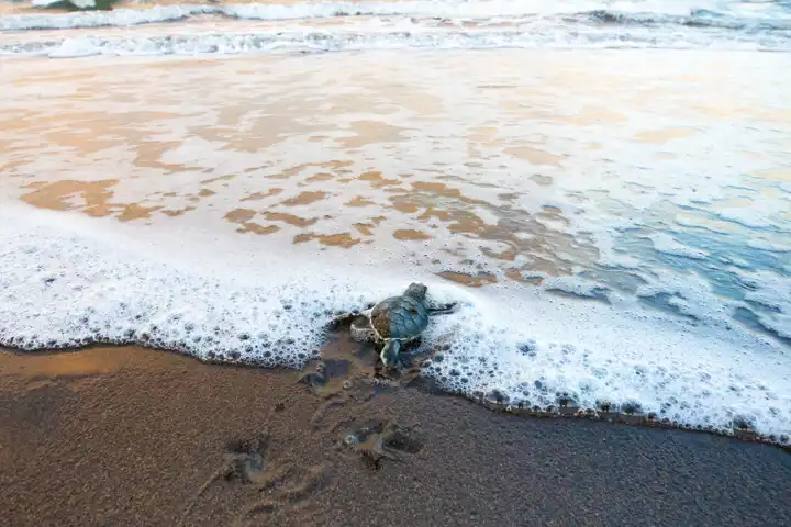 Earthshot Prize Winner 2021 Costa Rica Conservation Sea Turtle