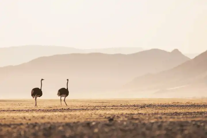 Experience Namibia FEATURE Wilderness Little Kulala