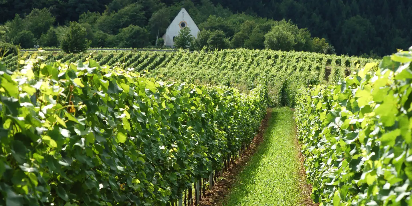 Germany_Winelands