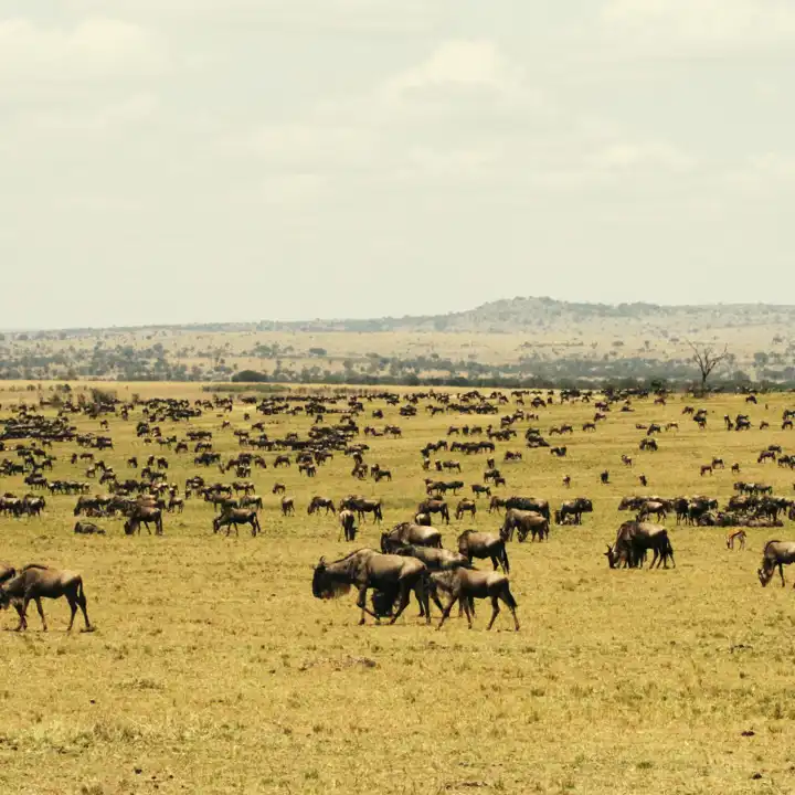Great_Migration