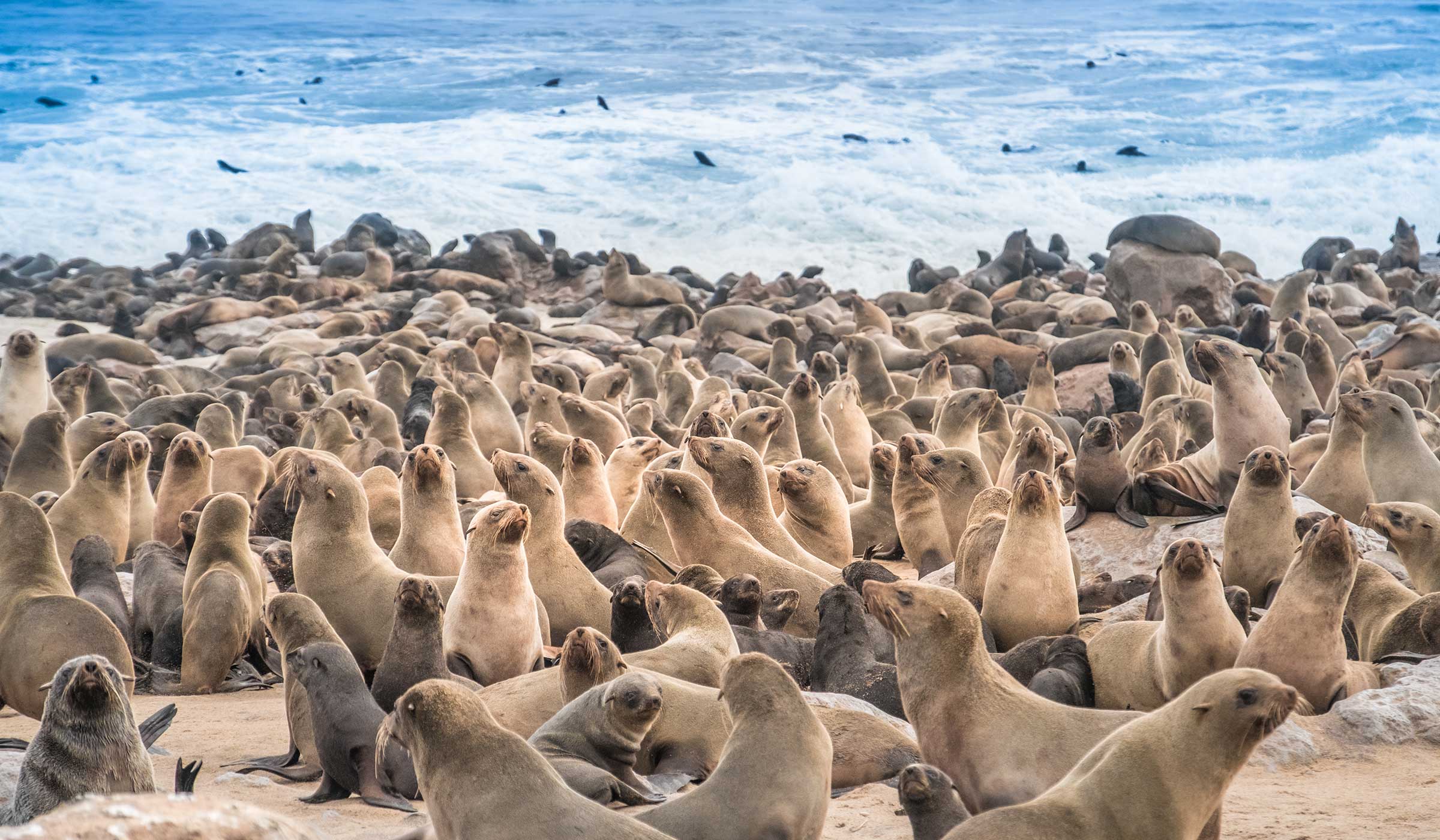 animal migrations cape fur seals Namibia