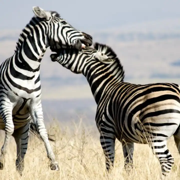 Best Places To Travel In July Luxury Travel Ker Downey Zambia